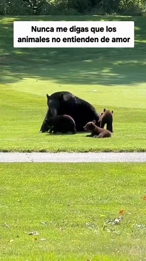 619K views · 47K reactions | Mamá osa jugando con sus bebés y tiene mucho cuidado para no lastimarlos. #NoAlMaltratoAnimal #RespetoPorLosAnimales #amantedeanimales #lacreacionmasbonita #adoptanocompres #NolosAbandonen \@seguidores | Susan Susan | Facebook