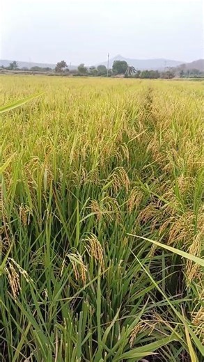 kaveeri 906 male female hybrid...#shortvideo #farming