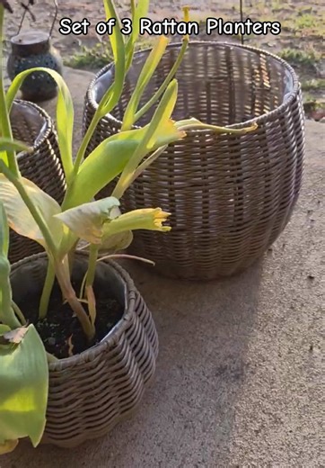Set of 3 rattan planters can be used for indoor or outdoor ✨#planter #outdoordecor #qvc