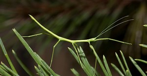Mesmo acasalando, bichos-pau no Japão fazem bebês só com o DNA da fêmea