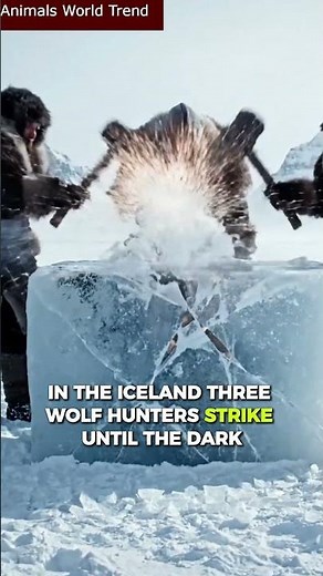 Epic Wolf Hunters vs Dark Brown Ice Wolf Rescue in the Iceland