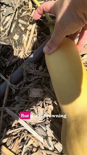 How to Tell When Your Winter Squash is Ready to Harvest From the Garden