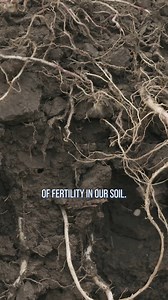 56K views · 519 reactions | When is corn ear flex determined? | Ag PhD | Facebook