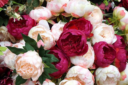 14 Peony Colors That Will Brighten Your Garden