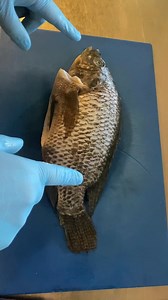 Secondo di pesce facile e veloce | Chef Ruffi