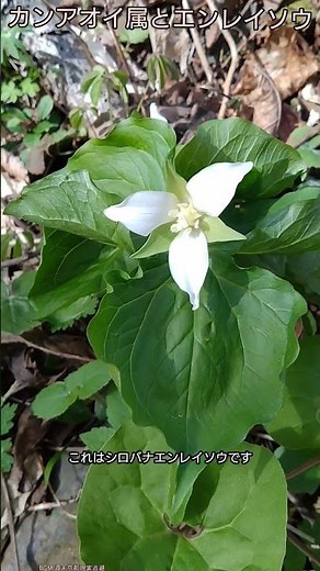カンアオイ属とエンレイソウの花！、【ある風景】 #そこにある自然 #植物 #ダボさんtv #未来遺産 #観察 #ショート #山野草#草花#花#カンアオイ属#シロバナエンレイソウ