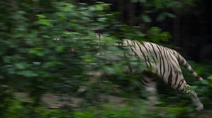 Gorgeous white tiger walking.