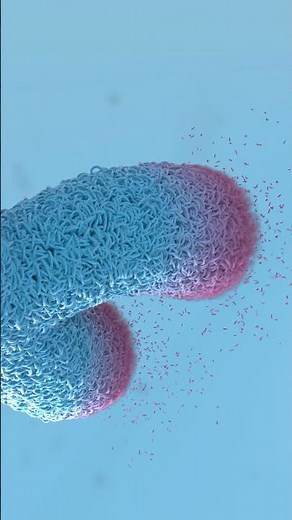 Close-Up: Telomeres Breaking Down in Real Time #biology #scienceanimation