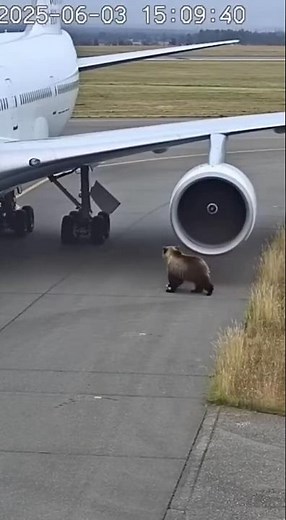 Bear vs. Boeing 747 Jet Engine: INSTANT REGRET ✈️💨