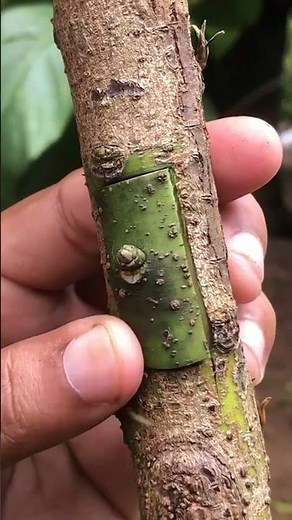 Avocado Grafting Made Easy EP332