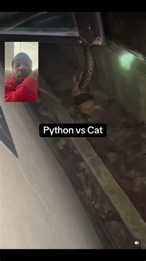 #python #snake vs #cat