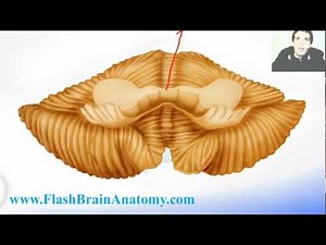 Neuroanatomy Cerebellum Tutorial