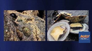 UH Study Finds Growth of Delicacy ‘Opihi Influenced by Intertidal Environment | Maui Now