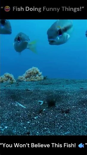 😂 Funny Fish Video | Hilarious & Cute Fish Moments 🐟