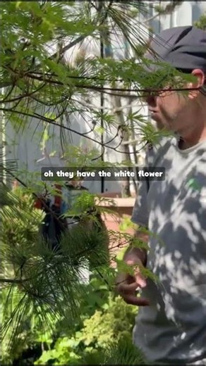 Why cities use this ground cover under trees |Darrell Smith