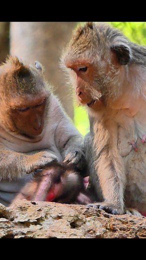 Every moment is a chance to play! 🎉🐵 #funtimes #monkeybaby #animals #monkeys #animallover | Wacky Monkeys 10