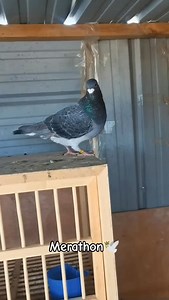 Merathon bird #pigeon #racingpigeons #pigeonracing #racer #tfrpl | Topflight Racing Pigeon Loft