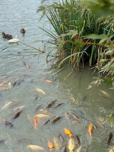 Partridge Lakes Cafe on Reels | Facebook