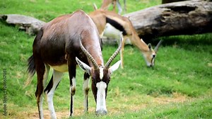 The addax (Addax nasomaculatus), also known as the white antelope and the screwhorn antelope, is an antelope of the genus Addax, that lives in the Sahara desert.