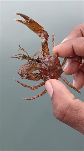 The Master of Disguise: The Decorator Crab! 🦀#nature#viral#trendingvideo#shorts#animals