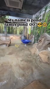 118K views · 9.2K reactions | My name is.. Pond… James Pond, and i have a license to bounce around! I will escape from pandacatraz! No matter what!  #panda #fluffy #pandas #cute #funnyanimals #missionimpossible #chubbyness #clumsy #harassment | Pandas, a Light In My Heart | Facebook