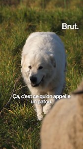 1.3M views · 6.4K reactions | LA GRANDE EXPLICATION. C'est un combat qu'on voit rarement, mais qui a lieu presque tous les jours en France. Un combat entre un prédateur sauvage, le loup, et son descendant domestique, le chien de berger. Pour ce nouvel épisode de La grande explication, Lucas a voulu comprendre comment un chien peut devenir une arme défensive face aux loups, et il a voulu savoir s'ils font vraiment le poids… | Brut | Facebook
