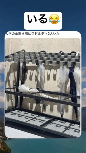 笑ったwww #shortvideo #おもしろ #大学 #傘 #ネタ