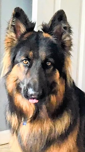 1 year without this beautiful boy 💙🐕 | Wayne Johnson