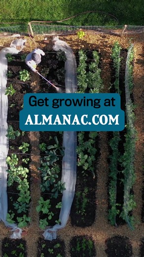 Greetings growers!! 🍅🍆🥔🥕🫑 We’ve put together a collection of free garden layouts and plans to make planning your garden easier—and a lot more fun. Created by our expert gardeners, these vegetable, flower, and mixed garden designs are easy to adapt to your space. You can fine-tune any plan using our Garden Planner, too! Find them at the link in bio.