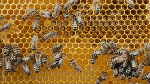 Bees family working on honeycomb in apiary. Life of Carniolan honey bee in hive Stock Video