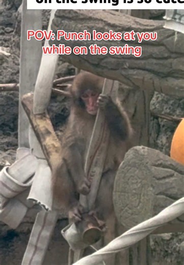 Punch the Monkey Swinging: Punch Makes Eye Contact on the Swing