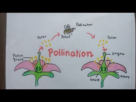 Pollination Diagram | How To Draw Pollination Process | Science Diagram