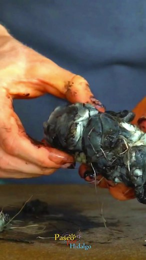 Huitlacoche: El Manjar Prehispánico de la Gastronomía Mexicana