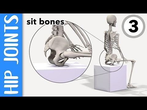 Where are your hip joints and sit-bones? EXPLAINED