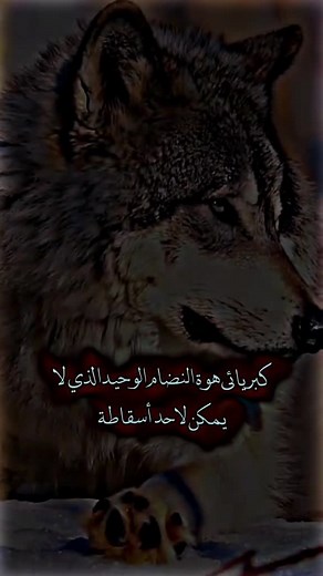 Stunning Close-Up of a Wolf's Face: Design Evaluation