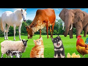 Farm & Wild Animal Sounds | Horse, Cow, Elephant, Sheep, Dog, Cat, Rooster & Chicks