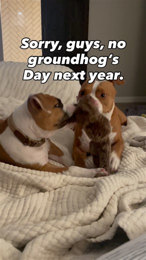 47 reactions · 4 comments | Peace, Love & Pit Bulls on Reels | Facebook