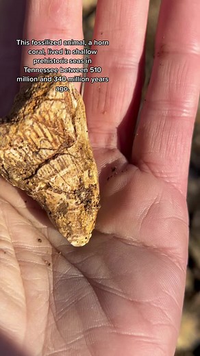 Go Have Fun with Your Rocks on TikTok