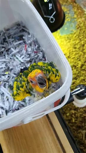 #exotics #exotic #exoticpets #animal #pets #pet #parrot