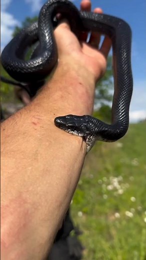 Black Mamba Snake 🐍 | Deadliest African Snake | Black Death ☠️