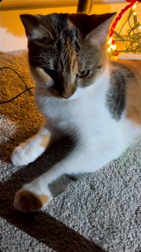 Starting the new year with her 🥺#shorts #cutecat #newyear #kitten #whiskerswednesday