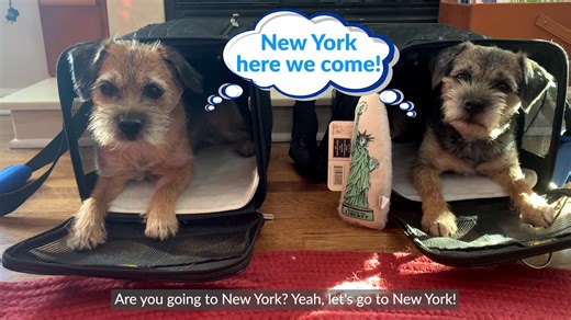 26K views · 201 reactions | These two Border Terriers went on an adventure of a lifetime. | American Kennel Club | Facebook
