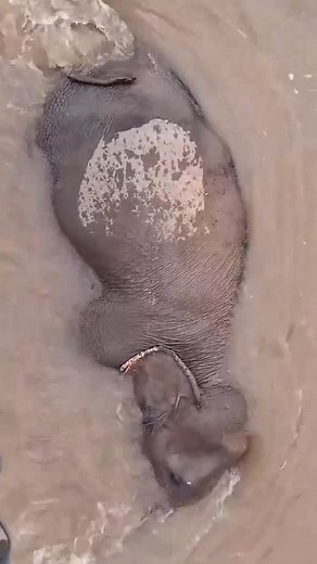 Lek Chailert | Elephants: Natural Swimmers and Water Lovers Elephants can use their trunks as snorkels while swimming underwater, allowing them to stay... | Instagram