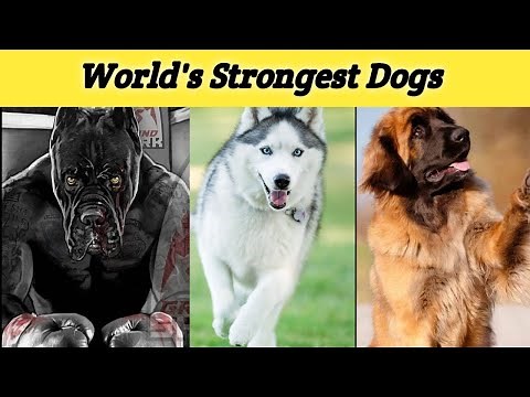 Top 10 Strongest Dogs in the World - Unveiling Their Power and Strength