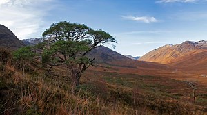 Centuries-old Scots pine saved as part of Highlands rewilding project