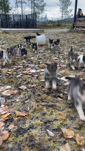 Valper🥰 | Team Brennmoen Kennel