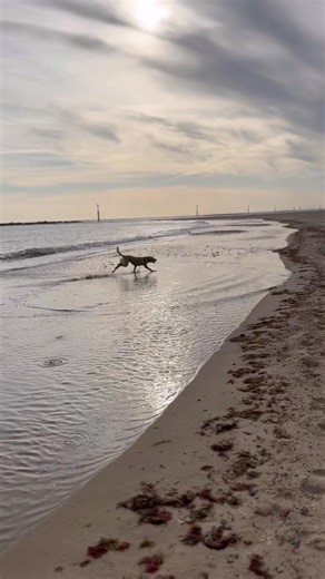 Birdie was there too AND we met three other setters here on their holibobs. George, Henry and Arthur 😍 two senior citizens and a lively youngster 🤣 | The Daily Hobson
