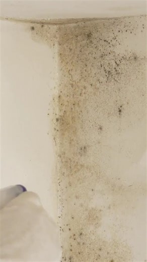 Understanding Mold Assessment Importance