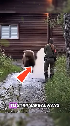 How to Respond During a Bear Attack Knowing what to do in a bear attack can save your life. Stay calm, avoid sudden movements, and never run. Make yourself appear larger and speak firmly. Safety awareness in wildlife areas is crucial for travelers and adventurers. Learn survival skills and protect yourself today. #WildlifeSafety #SurvivalTips #TravelSmart #protection #savelifes Credits : YellowstoneLife, Animal Daily, SABRE Red, MuleyFreak, weathernetwork, dopdoc, Highlight Reel / yt | Viral Por