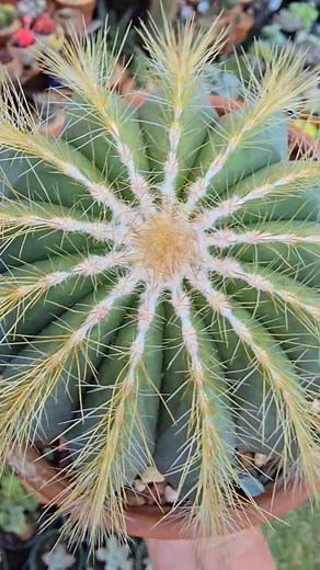 🌵🌵 Parodia magnifica 🌵🌵 #bikolanahardinera #garden #fblifestyle | Bikolanahardinera